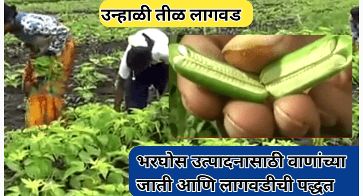 उन्हाळी तीळ लागवड कशी करावी याबद्दल शेतकऱ्यांसाठी संपूर्ण मार्गदर्शन आणि सुधारित वाणांची माहिती