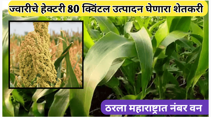 सांगलीच्या शेतकऱ्याची यशोगाथा: ज्वारीचे हेक्टरी ८० क्विंटल ज्वारीचे उत्पादन
