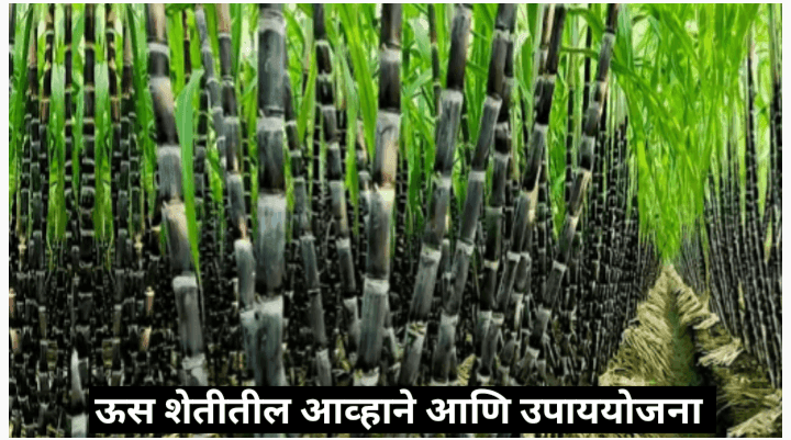 ऊस शेतीतील आव्हाने: एक सविस्तर विश्लेषण