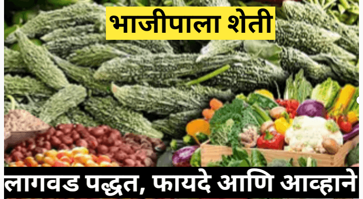 भाजीपाला शेती: लागवडीची पद्धत, फायदे आणि आव्हाने