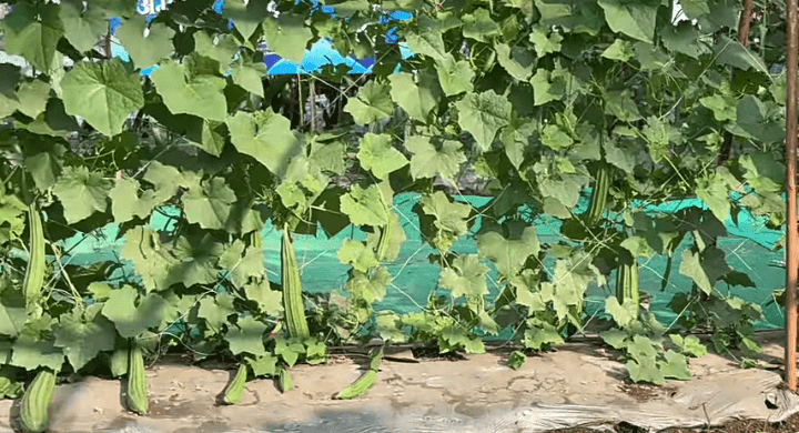 उन्हाळी दोडका लागवड