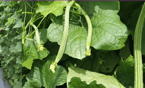 उन्हाळी दोडका लागवड