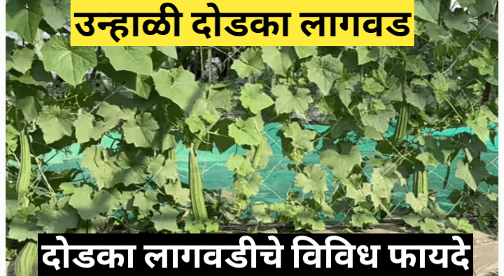 उन्हाळी दोडका लागवड संपूर्ण माहिती