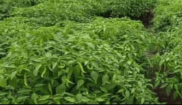 मिरचीचे सर्वाधिक उत्पादन घेणारे जगातील टॉप 5 देश