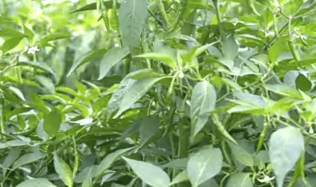 मिरचीचे सर्वाधिक उत्पादन घेणारे जगातील टॉप 5 देश