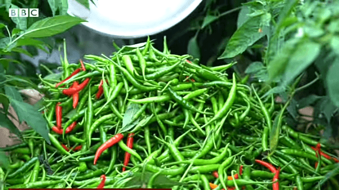 विदर्भात मसाल्याची शेती: शाश्वत आणि फायदेशीर शेतीचा एक नवीन मार्ग