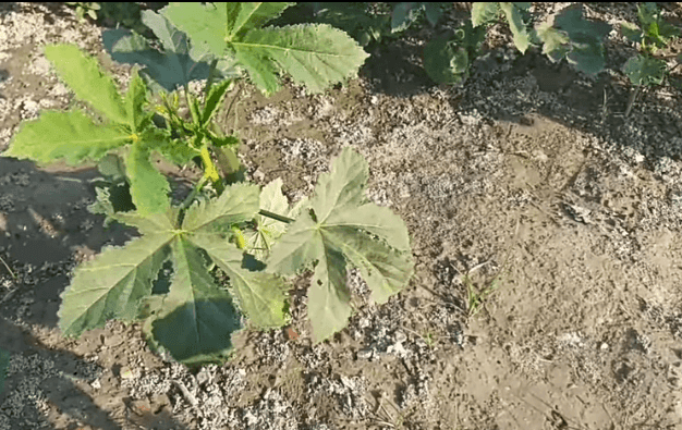 उन्हाळी भेंडी लागवड संपूर्ण माहिती