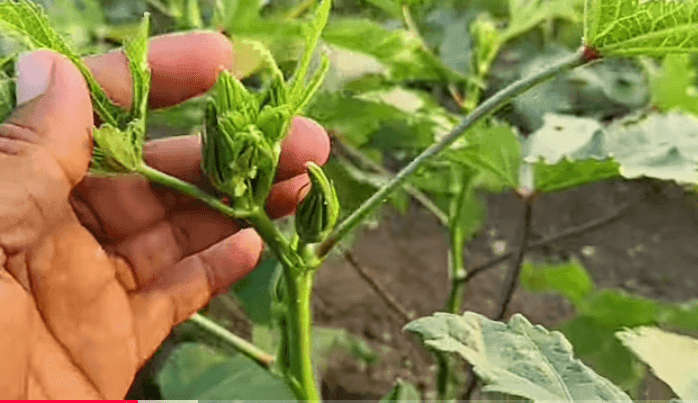 उन्हाळी भेंडी लागवड संपूर्ण माहिती