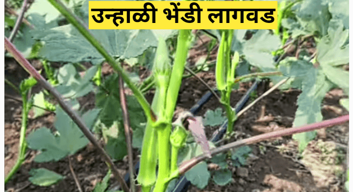 उन्हाळी भेंडी लागवड संपूर्ण माहिती