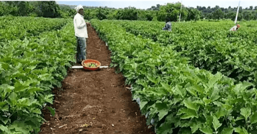 विदर्भातील शेतकऱ्यांना अधिक उत्पन्नासाठी 10 टिप्स