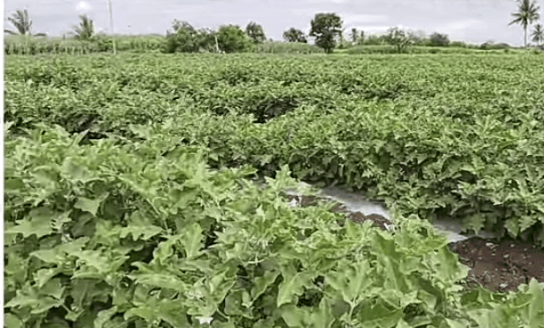 उन्हाळी वांगे लागवड करून उत्पन्नाची हमी मिळविण्याचा यशमंत्र