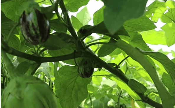 उन्हाळी वांगे लागवड करून उत्पन्नाची हमी मिळविण्याचा यशमंत्र