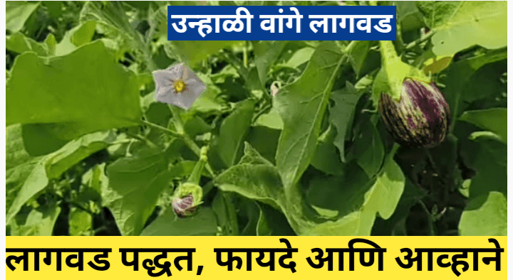 उन्हाळी वांगे लागवड करून उत्पन्नाची हमी मिळविण्याचा यशमंत्र