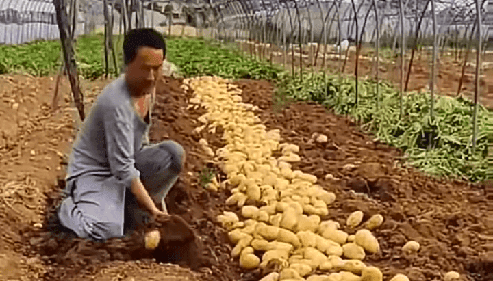 उन्हाळी बटाटा लागवड यशस्वी करण्यासाठी संपूर्ण मार्गदर्शन