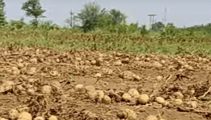 उन्हाळी बटाटा लागवड यशस्वी करण्यासाठी संपूर्ण मार्गदर्शन