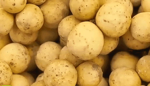 उन्हाळी बटाटा लागवड यशस्वी करण्यासाठी संपूर्ण मार्गदर्शन