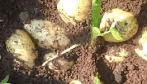 उन्हाळी बटाटा लागवड यशस्वी करण्यासाठी संपूर्ण मार्गदर्शन