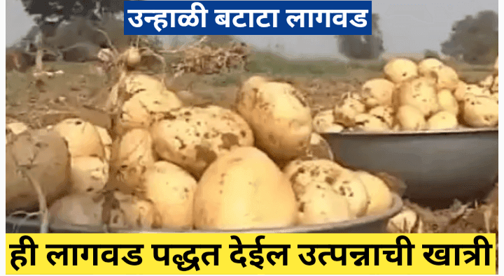 उन्हाळी बटाटा लागवड यशस्वी करण्यासाठी संपूर्ण मार्गदर्शन