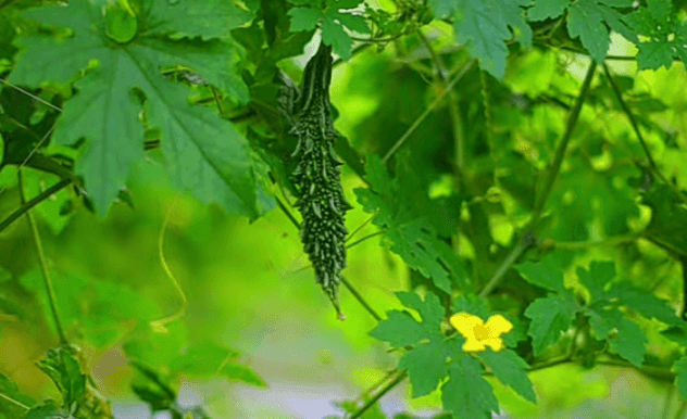 उन्हाळी कारले लागवड करत आहात? तुमच्यासाठी लागवडीविषयी उपयुक्त माहिती