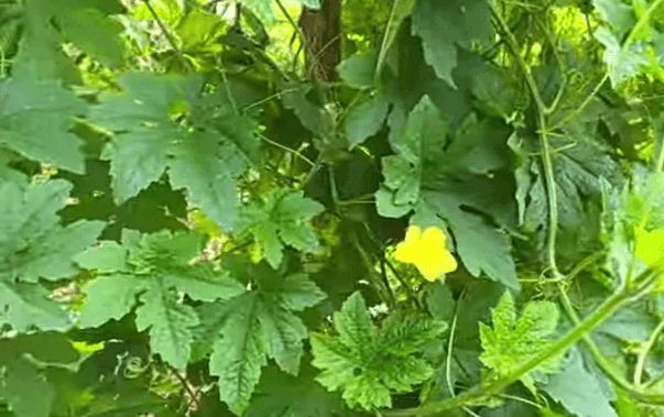 उन्हाळी कारले लागवड करत आहात? तुमच्यासाठी लागवडीविषयी उपयुक्त माहिती