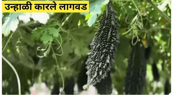 उन्हाळी कारले लागवड करत आहात? तुमच्यासाठी लागवडीविषयी उपयुक्त माहिती