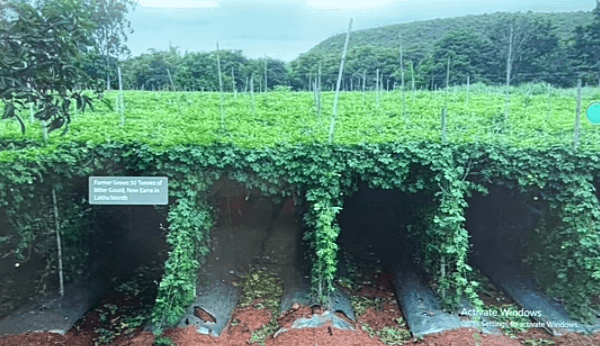 उन्हाळी कारले लागवड करत आहात? तुमच्यासाठी लागवडीविषयी उपयुक्त माहिती