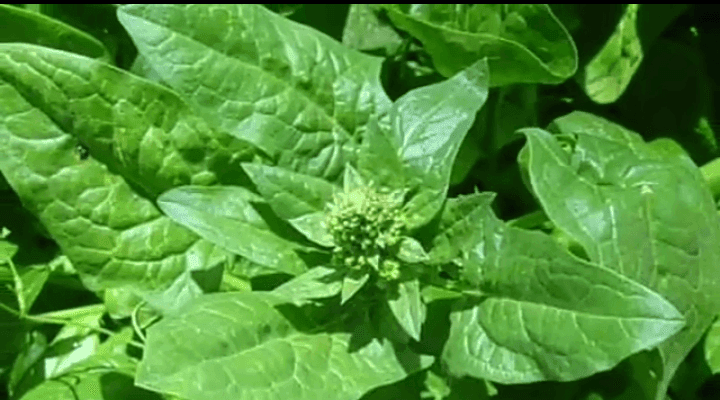 उन्हाळी पालक लागवड करून मिळवा बक्कळ नफा