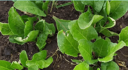 उन्हाळी पालक लागवड करून मिळवा बक्कळ नफा