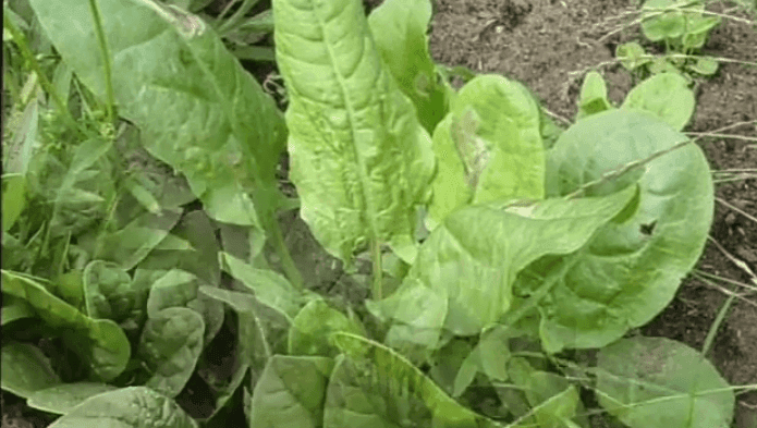 उन्हाळी पालक लागवड करून मिळवा बक्कळ नफा