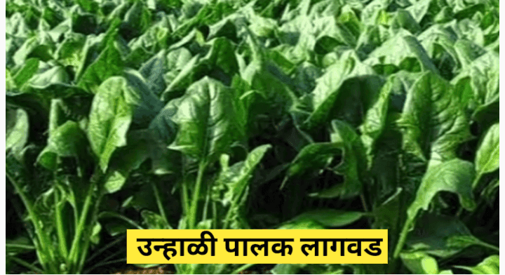 उन्हाळी पालक लागवड करून मिळवा बक्कळ नफा