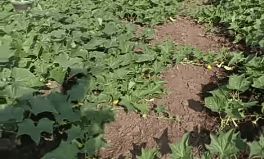 उन्हाळी काकडी लागवड देईल प्रचंड नफा, ही आहे लागवडीची पद्धत