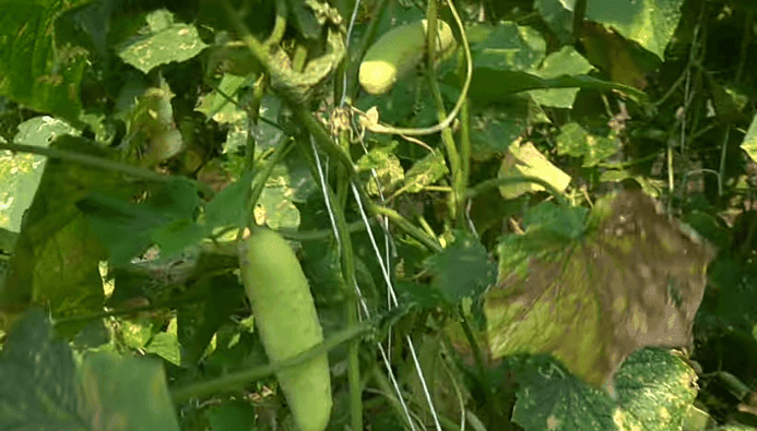 उन्हाळी काकडी लागवड देईल प्रचंड नफा, ही आहे लागवडीची पद्धत