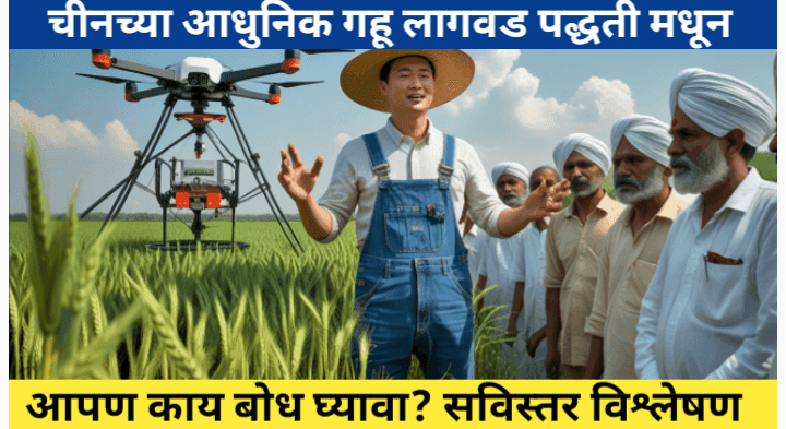 चीनमधील गव्हाची लागवड: तंत्रज्ञान आणि महाराष्ट्रातील शेतकऱ्यांसाठी धडा