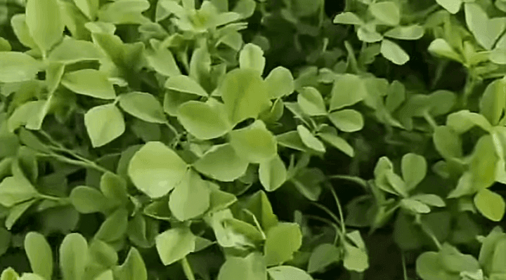 उन्हाळी मेथी लागवड: शेतकऱ्यांसाठी लाभदायक शेतीची संधी