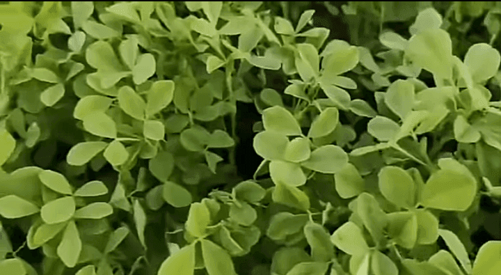 उन्हाळी मेथी लागवड: शेतकऱ्यांसाठी लाभदायक शेतीची संधी