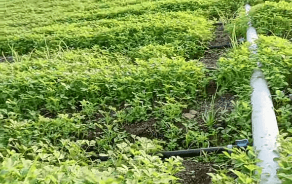 उन्हाळी मेथी लागवड: शेतकऱ्यांसाठी लाभदायक शेतीची संधी