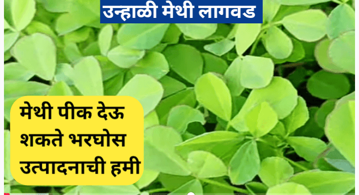 उन्हाळी मेथी लागवड: शेतकऱ्यांसाठी लाभदायक शेतीची संधी