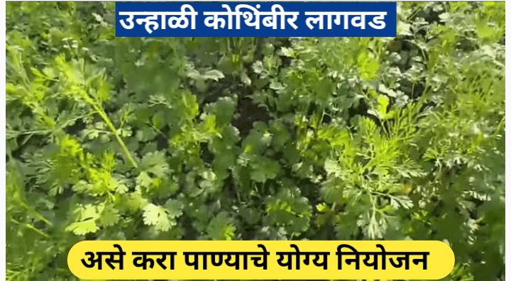 उन्हाळी कोथिंबीर लागवड: असे करा पाण्याचे नियोजन