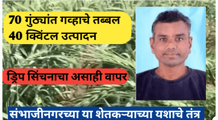 ७० गुंठ्यांत ४० क्विंटल गव्हाचे उत्पादन; ड्रिप सिंचन पद्धतीची कमाल