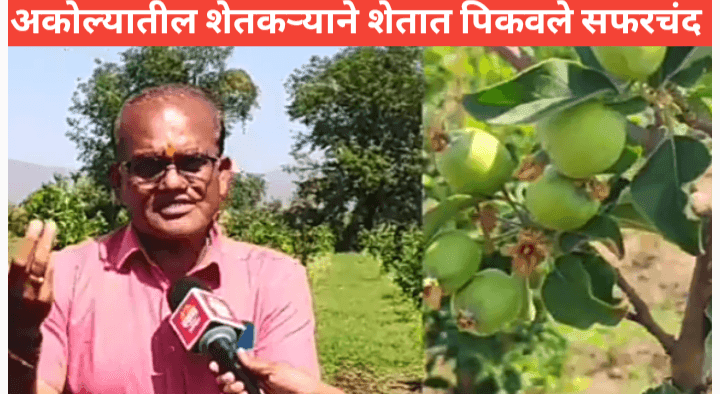 शेतकरी यशोगाथा; अकोल्याच्या शेतकऱ्याने शेतात सफरचंद पिकवले
