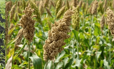 उन्हाळी ज्वारी लागवड उत्पन्न वाढीसाठी ३० टिप्स आणि पाण्याचे नियोजन