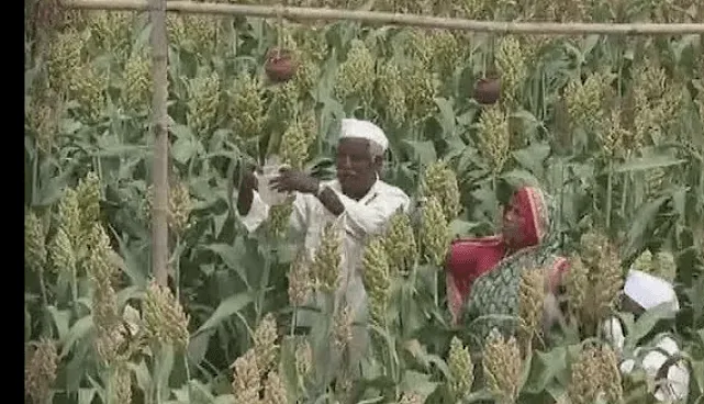 ज्वारी पिकाचे सर्वाधिक उत्पादन घेणारे जगातील टॉप ५ देश