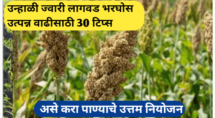उन्हाळी ज्वारी लागवड उत्पन्न वाढीसाठी ३० टिप्स आणि पाण्याचे नियोजन