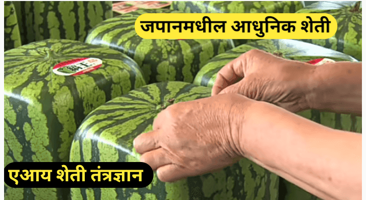 जपानमधील AI आधारित शेती: आधुनिक तंत्रज्ञानाद्वारे शेतीत क्रांती