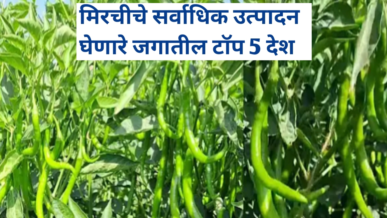 मिरचीचे सर्वाधिक उत्पादन घेणारे जगातील टॉप 5 देश