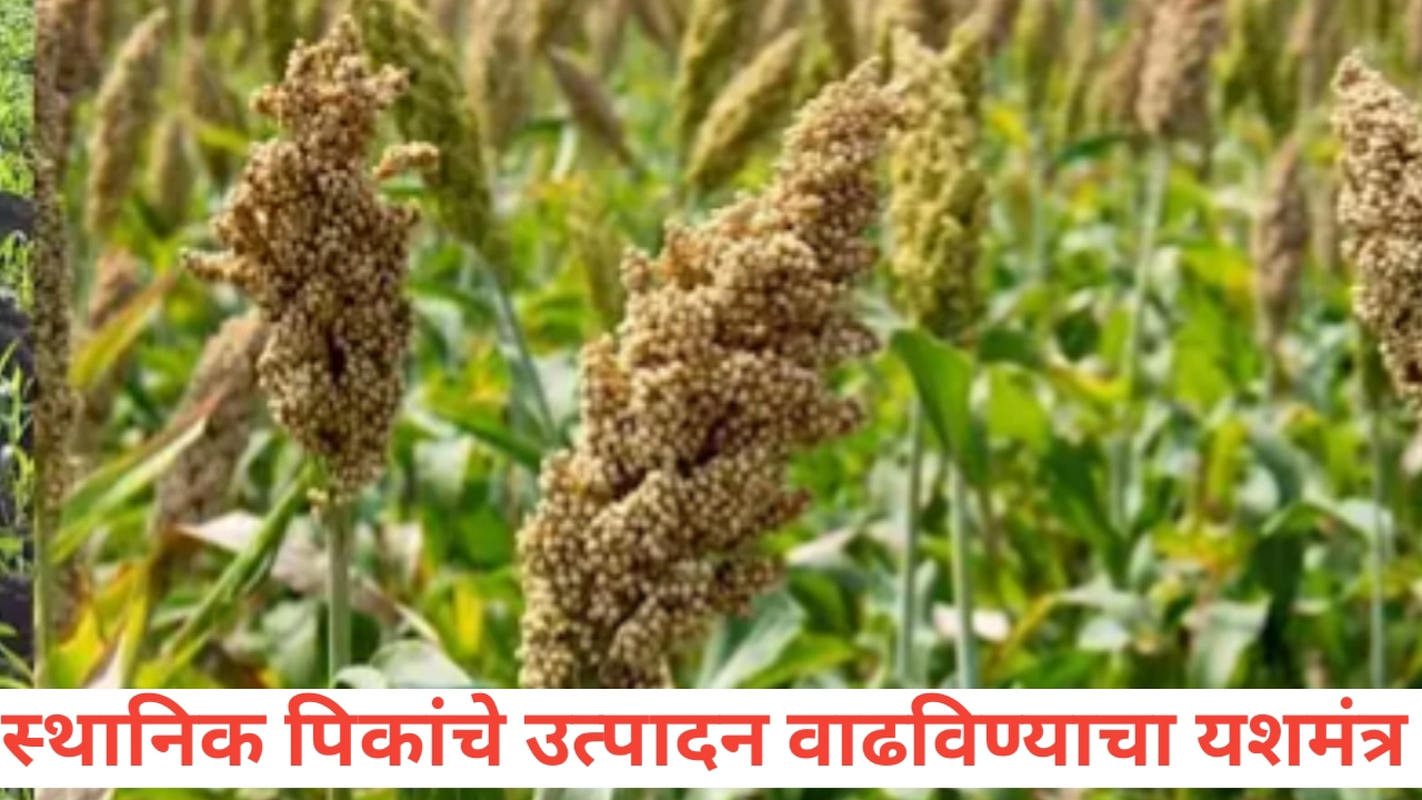 स्थानिक पिकांचे उत्पादन वाढविण्याचे उपाय: शेतीसाठी व्यावहारिक मार्गदर्शन