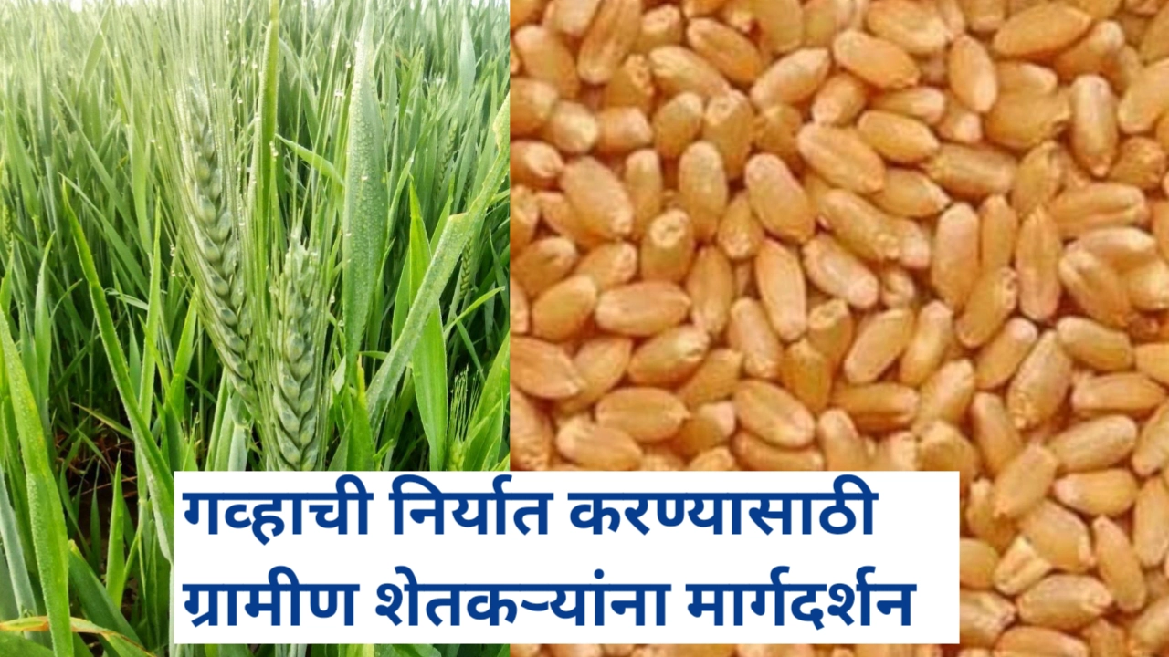 गव्हाची निर्यात करण्यासाठी ग्रामीण शेतकऱ्यांना मार्गदर्शन