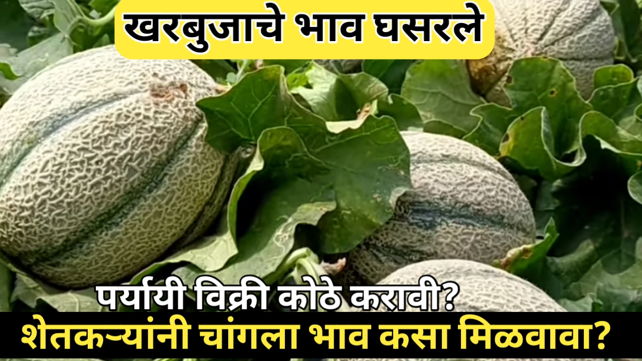 खरबुजाच्या भावात घसरण; शेतकऱ्यांना काय करता येईल?