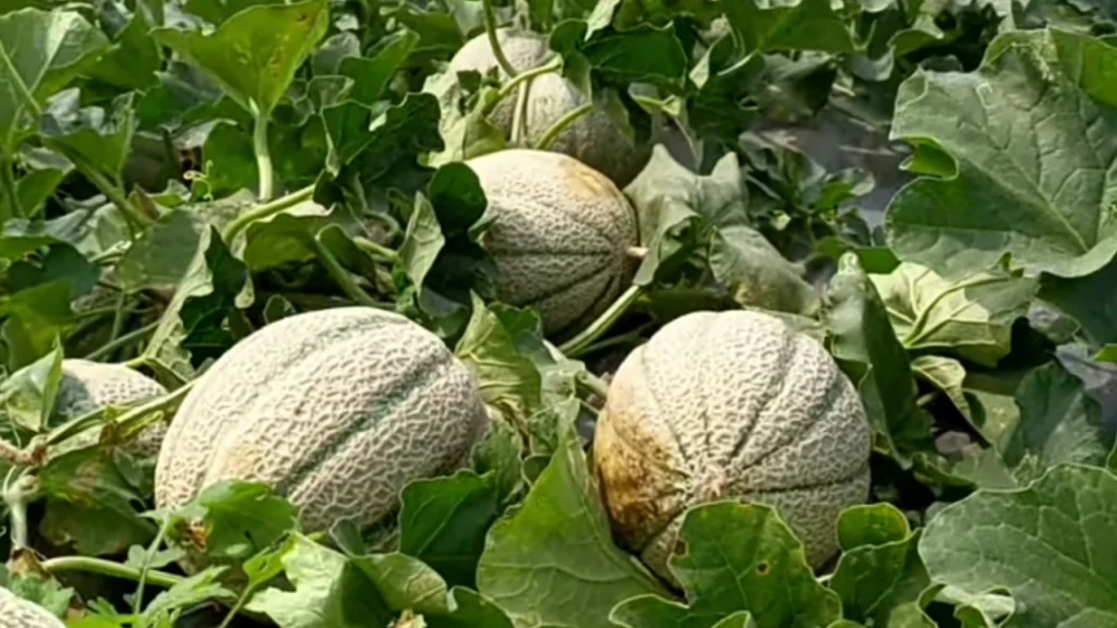 खरबुजाच्या भावात घसरण; शेतकऱ्यांना काय करता येईल?