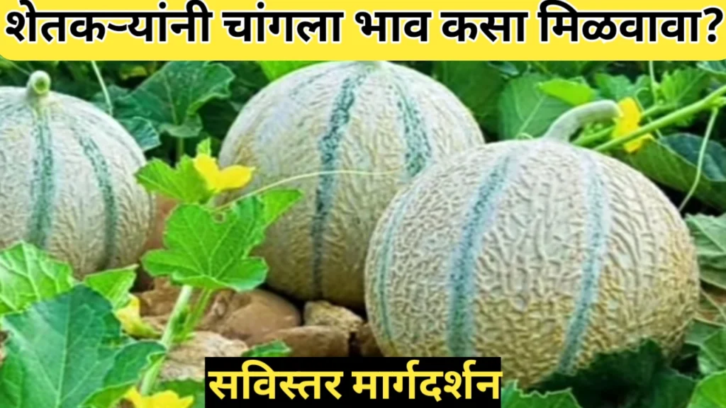 खरबुजाच्या भावात घसरण; शेतकऱ्यांना काय करता येईल?